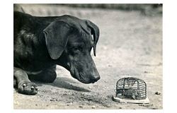 523. Auction: philately, postcards, numismatics, artwork, books, collectibles, jewelry - Photography