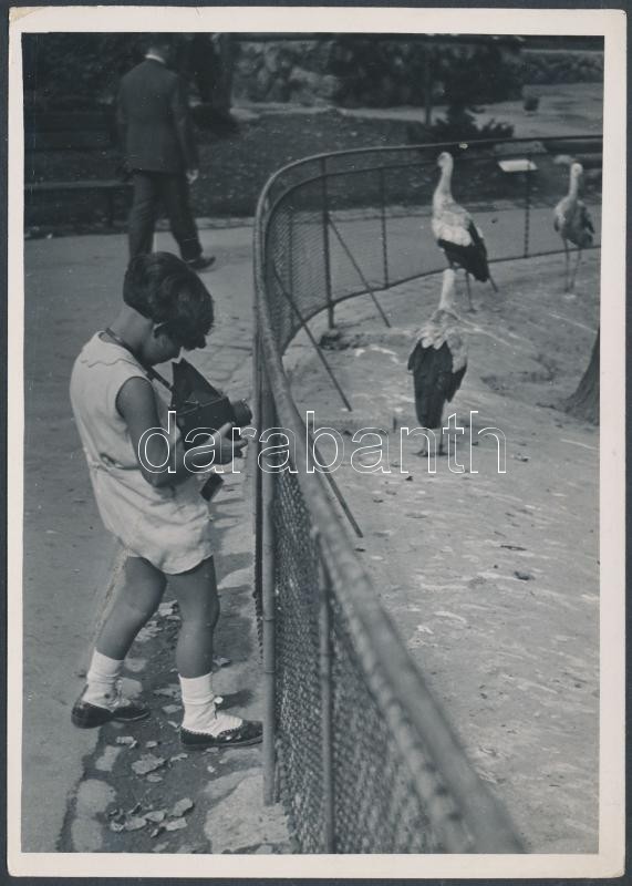 cca 1934 Kinszki Imre (1901-1945): Kinszki Gábor öt évesen fotografál az állatkertben, jelzés nélküli vintage fotóművészeti alkotás a szerző hagyatékából, 18x13 cm