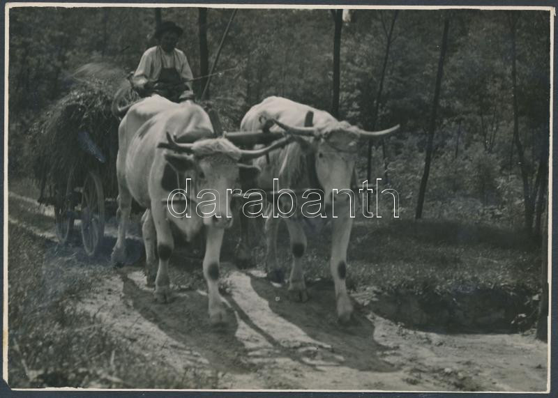 cca 1930-1936 Gaál Margit: Hazafelé a kaszálóról, jelzetlen vintage fotó a szerző hagyatékából, 12x17,5 cm