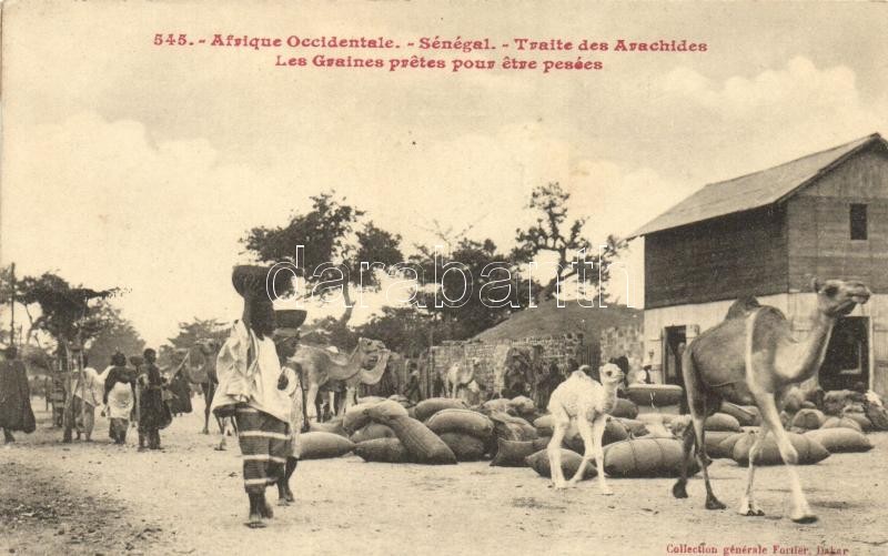 Szenegáli folklór, piac, tevék, Senegal folklore, peanut market, market