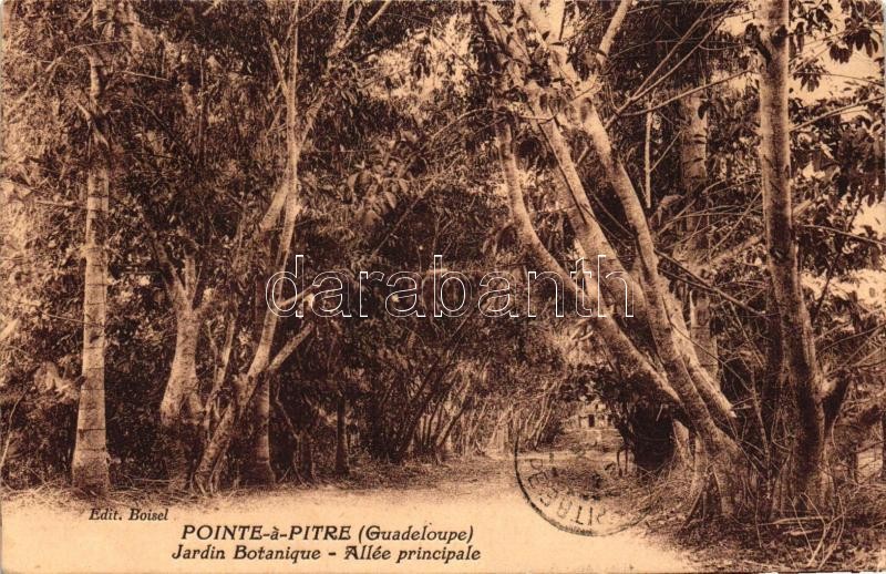 Pointe-a-Pitre, Botanical garden, Principal alley