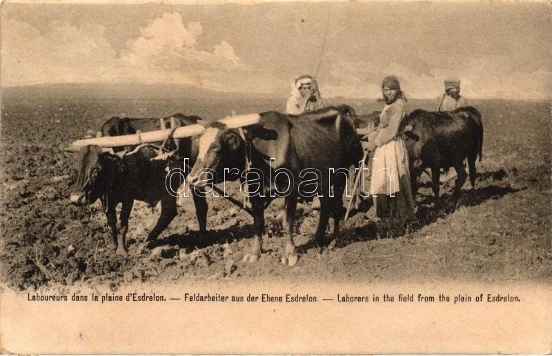 Esdrelon, Laboureurs dans la plaine d'Esdrelon / Laborers