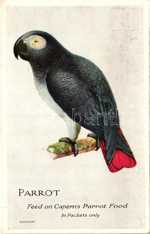 Parrot. Feed on Capern's parrot food, advertisement, Papagáj, angol nyelvű reklámlap