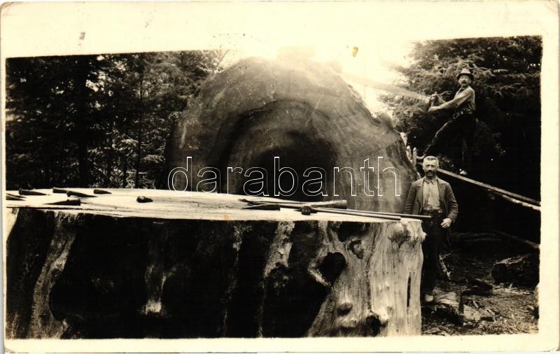 1921 kaliforniai favágók, fotó, 1921 Californian lumberjacks with fallen tree photo