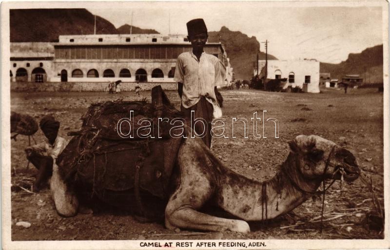 Aden, Camel at rest after feeding; folklore