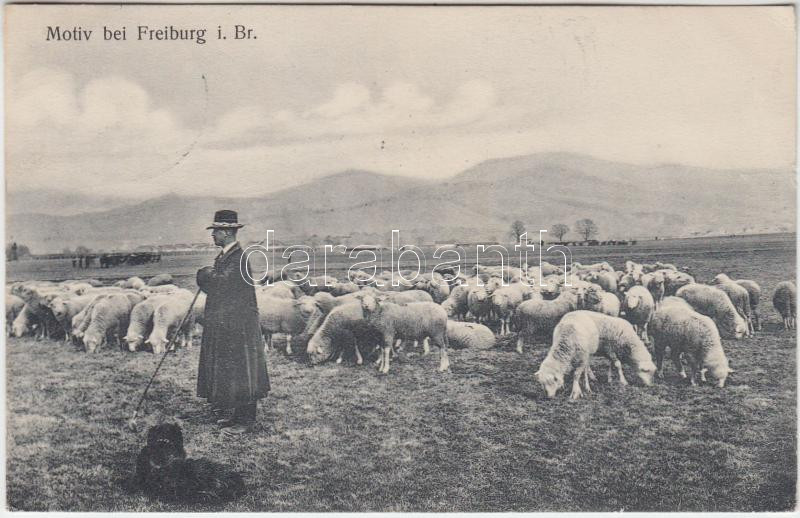 Freiburg im Breisgau, shepherd, sheep flock