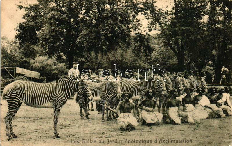 Paris, Jardin d'Acclimatation, Gallas / Zebras, Oromo people