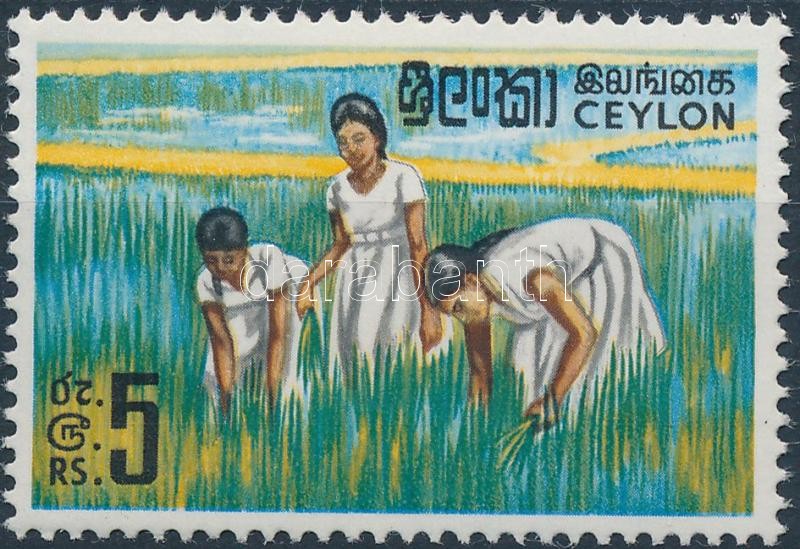 Rice Production, Rizstermelés