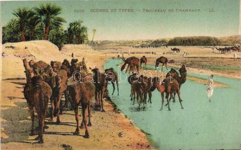 Észak-afrikai folklór, tevecsorda, Troupeau de Chameaux / Herd of Camels, North African folklore