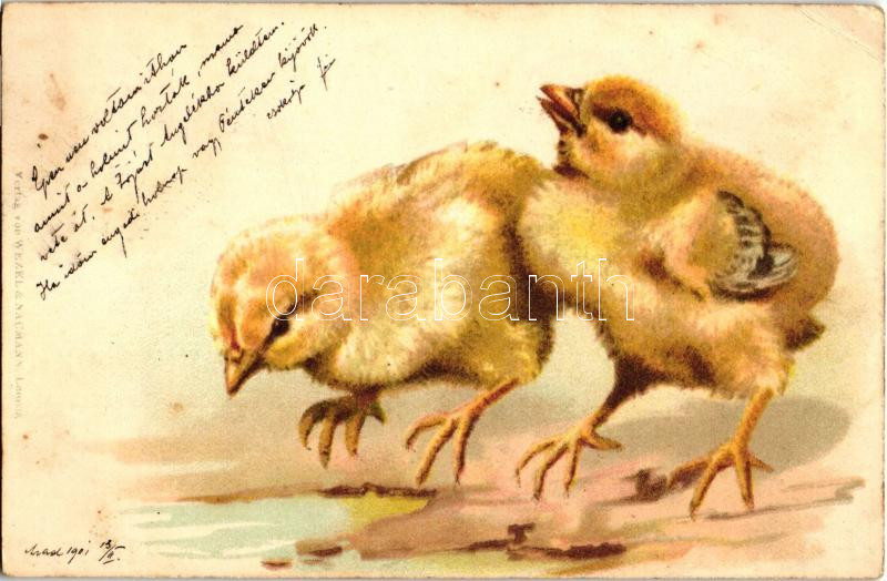 Chicken, Wezel & Naumann litho, Kiscsibék, Wezel & Naumann litho