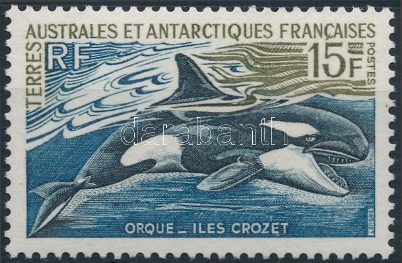 Killer whale, Kardszárnyú delfin