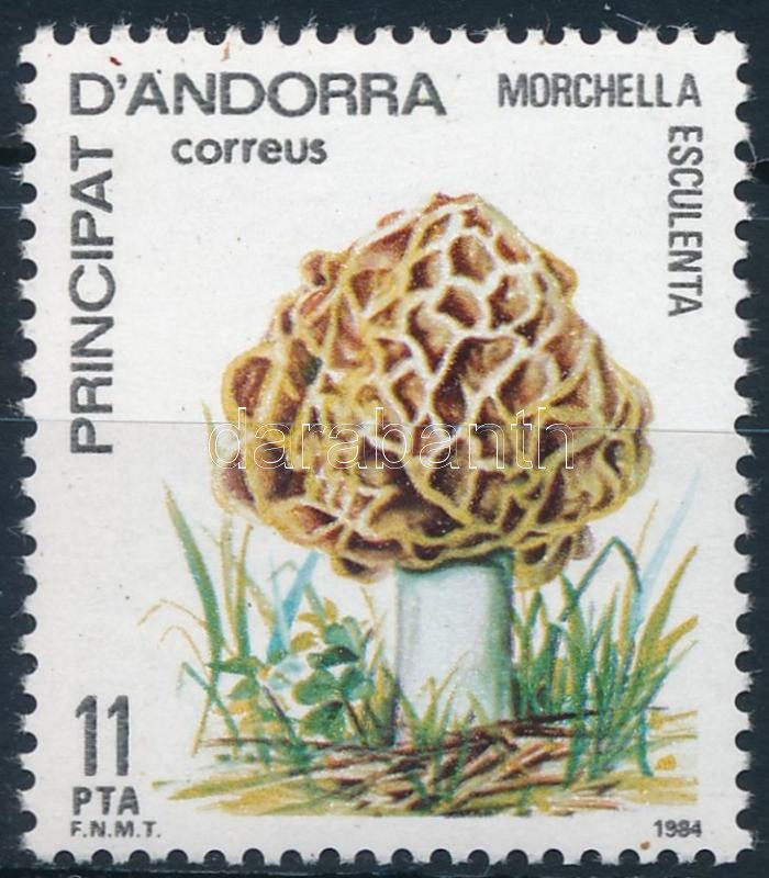 Gomba, Mushroom