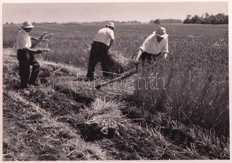 1995 Vincze János (1922-1998): Aratás, pecséttel jelzett vintage fotóművészeti alkotás, 17x24 cm