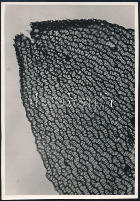 cca 1933 Kinszki Imre (1901-1945) makro szerkezeti fotója, pecséttel jelzett, vintage fotóművészeti alkotás, 17x11,5 cm