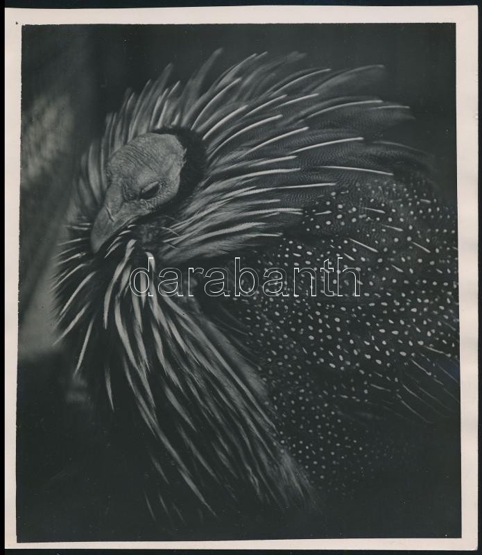 cca 1932 Kinszki Imre (1901-1945) budapesti fotóművész  pecséttel jelzett vintage alkotása (madárfej), 14,5x13 cm