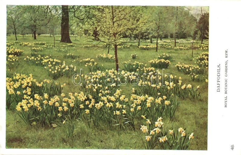 London, Royal Botanic Gardens, Kew, Daffodils
