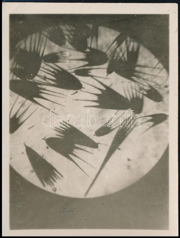 1928 december 8. Kinszki Imre (1901-1945) budapesti fotóművész által feliratozott vintage alkotás (Makrofotó), 8,7x6,5 cm