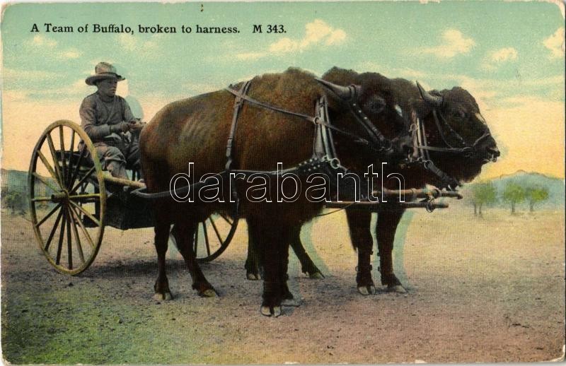 Beidomított bivalyok (kopott sarkak), A Team of Buffalo, broken to harness (worn corners)