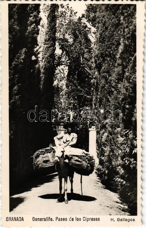 Granada, Generalife, Paseo de los Cipreses / promenade, cypresses, donkey rider, photo