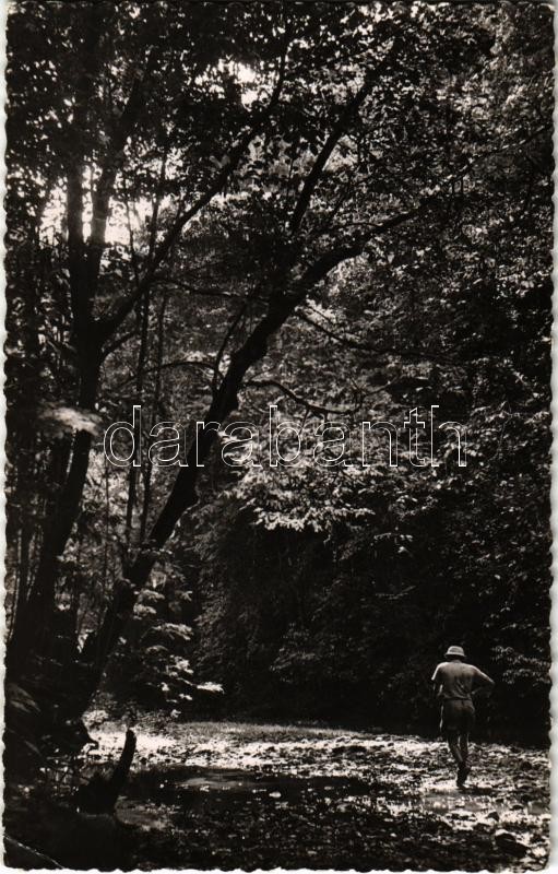 1952 La foret gabonaise / Gabonese forest