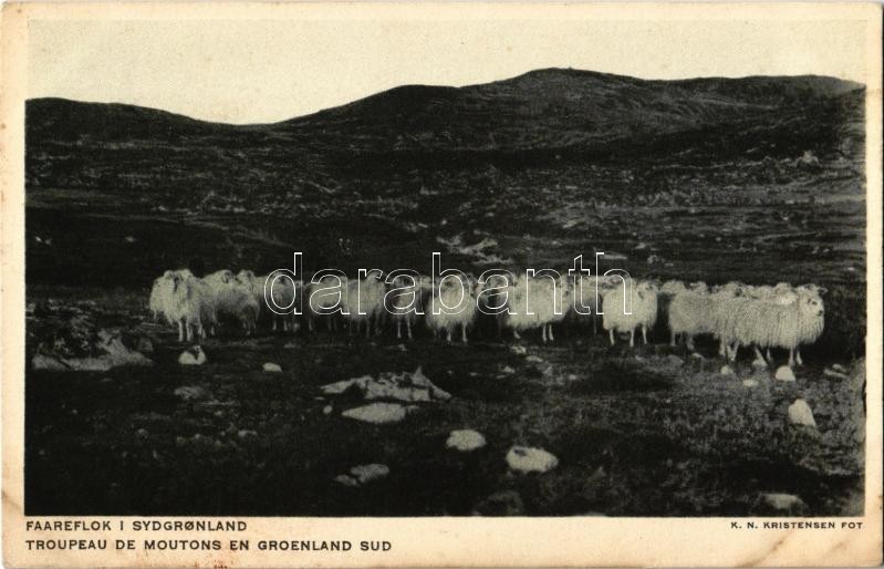 Troupeau de moutons en Groenland Sud / A flock of sheep, Southern Greenland