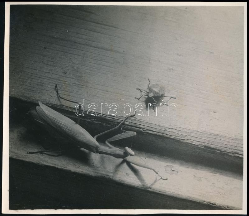 cca 1936 Kinszki Imre (1901-1945) budapesti fotóművész hagyatékából, pecséttel jelzett, vintage fotó (Találkozás az ablakpárkányon), 12,6x14,4 cm