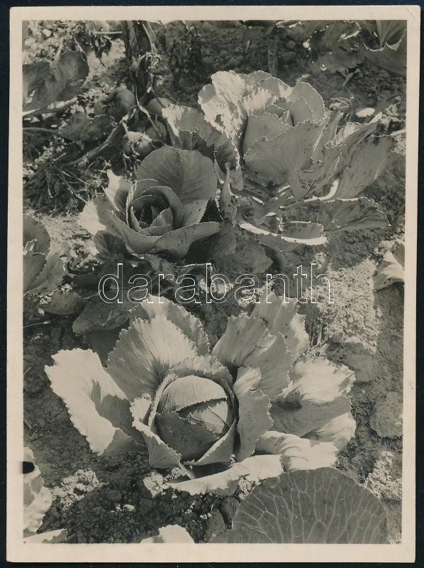 1931. október, Kinszki Imre (1901-1945) budapesti fotóművész hagyatékából, a szerző által feliratozott vintage fotó (Csillaghegyi káposzták), 8,4x6,2 cm