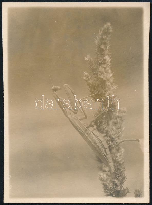 cca 1929 Kinszki Imre (1901-1945) budapesti fotóművész hagyatékából vintage fotó (a szerző 320-as számmal jelzett fotója), 8,3x6,1 cm