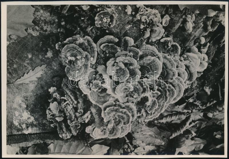 cca 1934 Kinszki Imre (1901-1945) budapesti fotóművész pecséttel jelzett vintage fotóművészeti alkotása (Tarka tapló), 11,5x16,7 cm