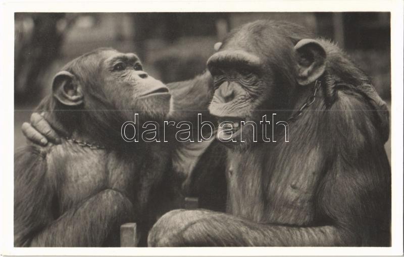 Barátkozás, Kiadja Budapest székesfőváros állat- és növénykertje, Chimpanzee friendship, Budapest Zoo