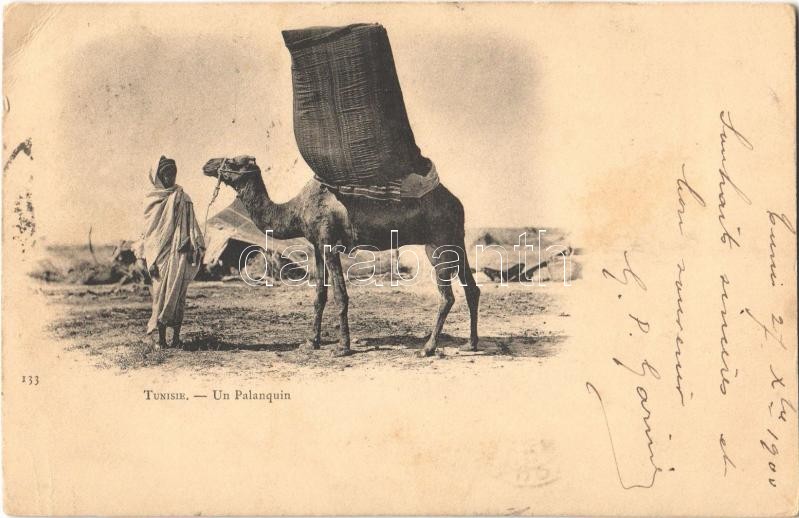 Tunéziai folklór, teve, Un Palanquin / palanquin, camel, Tunisian folklore