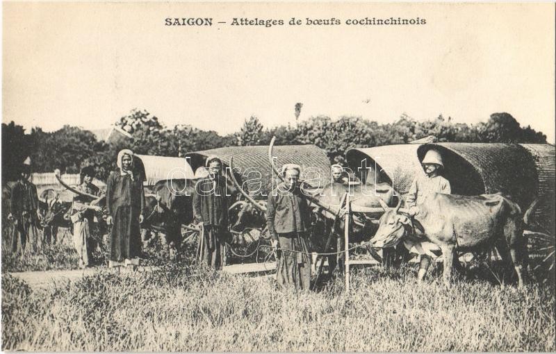 Saigon, Ho Chi Minh City; Attelages de boeufs cochinchinois / Ox carts