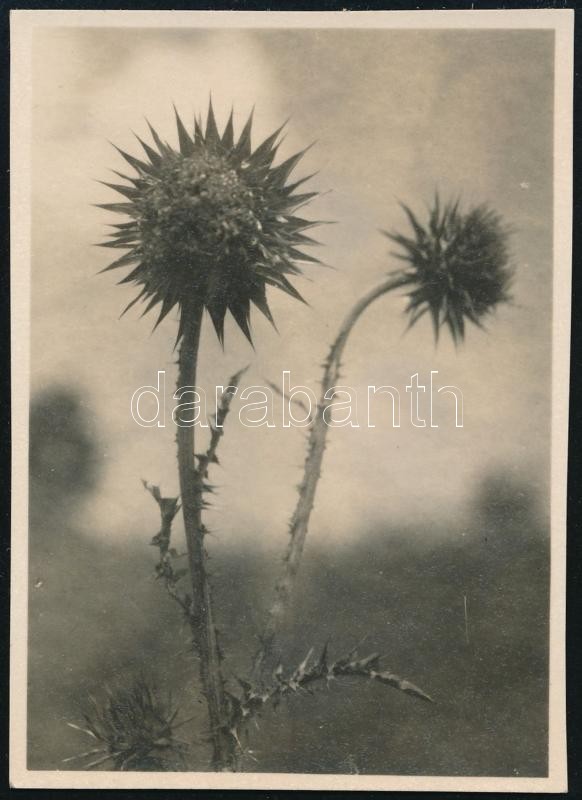 1930 június 9. Kinszki Imre (1901-1945) budapesti fotóművész hagyatékából jelzés nélküli, de a szerző által datált, vintage fotó (Kecskehegy, ez a szerző által számozott 610. felvétele), 8,3x6 cm