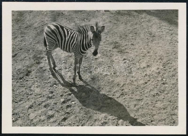 cca 1932 Kinszki Imre (1901-1945) budapesti fotóművész hagyatékából jelzés nélküli vintage fotó (Zebra), 4,4x6 cm