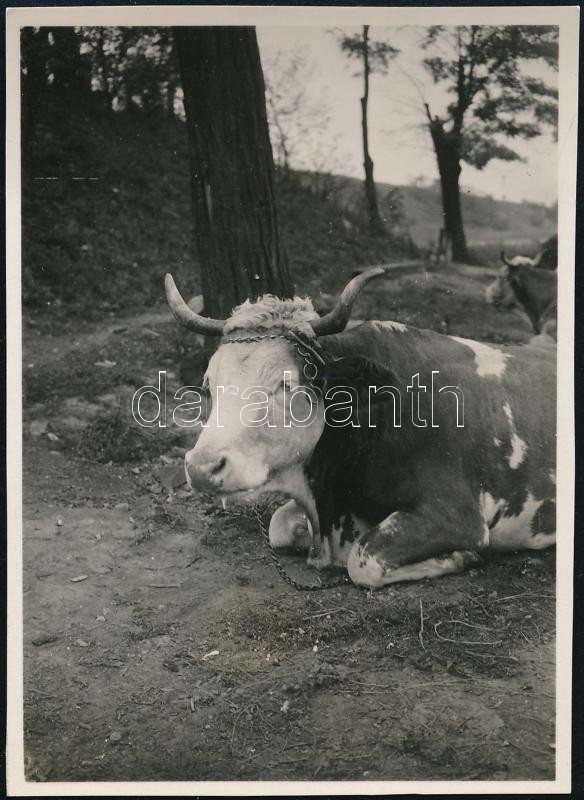 1930 Kinszki Imre (1901-1945) budapesti fotóművész jelzés nélküli, de általa feliratozott, vintage fotója (Lágymányosi tehén, ez a 735. sz. felvétele), 8,5x6 cm