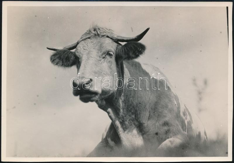 cca 1932 Kinszki Imre (1901-1945) budapesti fotóművész hagyatékából pecséttel jelzett vintage fotó (Jámbor tehénke), 11,9x17 cm