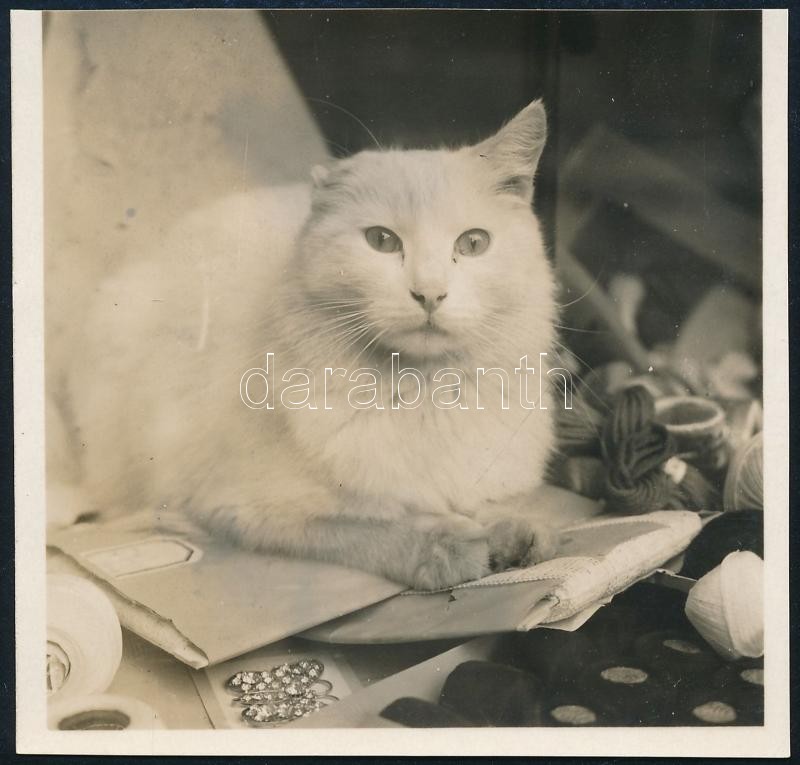 cca 1930 Kinszki Imre (1901-1945) budapesti fotóművész hagyatékából, jelzés nélküli, vintage fotó (egyfülű cica, ez a szerző 759. számú felvétele), 6x6,5 cm