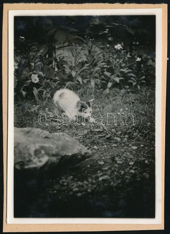 cca 1932 Kinszki Imre (1901-1945) budapesti fotóművész hagyatékából, jelzés nélküli, vintage fotó (Vadászösztön), a szerző által készített gyűjtőalbumból kiemelve, 8,5x6 cm