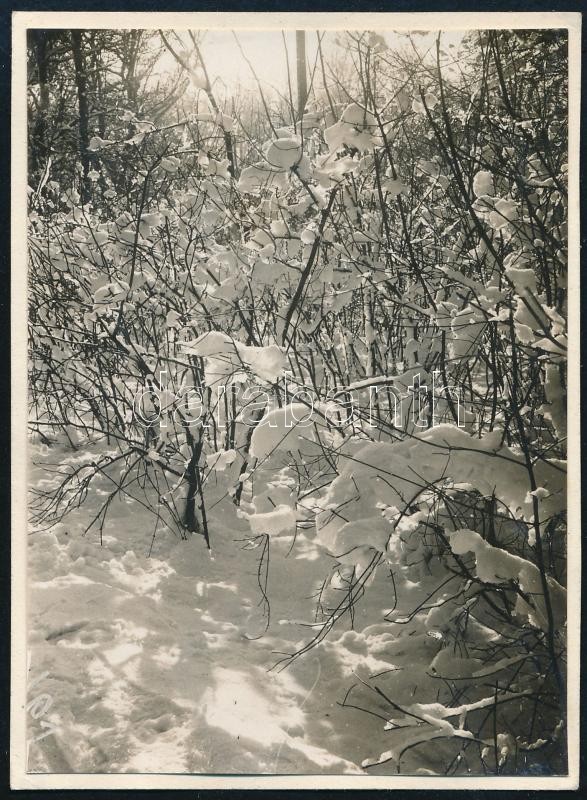 cca 1931 Kinszki Imre (1901-1945) budapesti fotóművész hagyatékából, jelzés nélküli, de a szerző által sorszámozott vintage fotó (téli természet, ez a szerző 804. sz. felvétele), 8,5x6 cm