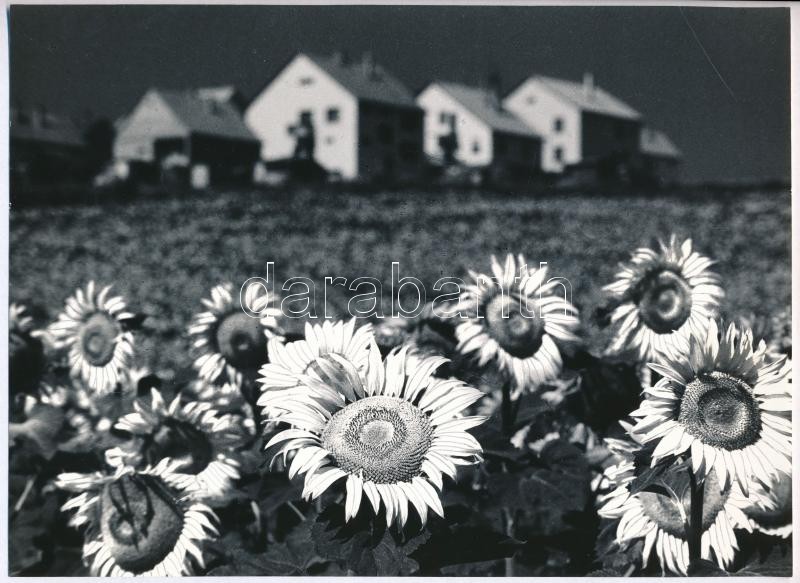 cca 1978 Gebhardt György (1910-1993) budapesti fotóművész hagyatékából 2 db jelzés nélküli vintage fénykép (Napraforgók), 17,5x23,5 cm