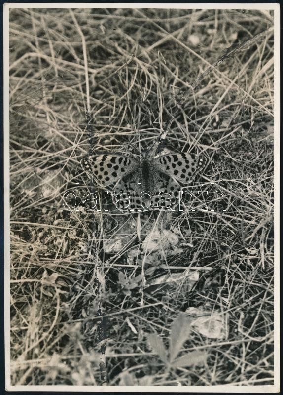 cca 1933 Kinszki Imre (1901-1945) budapesti fotóművész hagyatékából, a szerző által feliratozott, pecséttel jelzett vintage fotó (Latonia pillangó), 17,6x12,5 cm