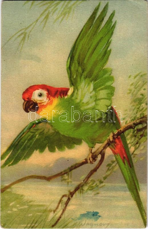 Parrot. 326/3. s: A. Wagne, Papagáj. 326/3. s: A. Wagner