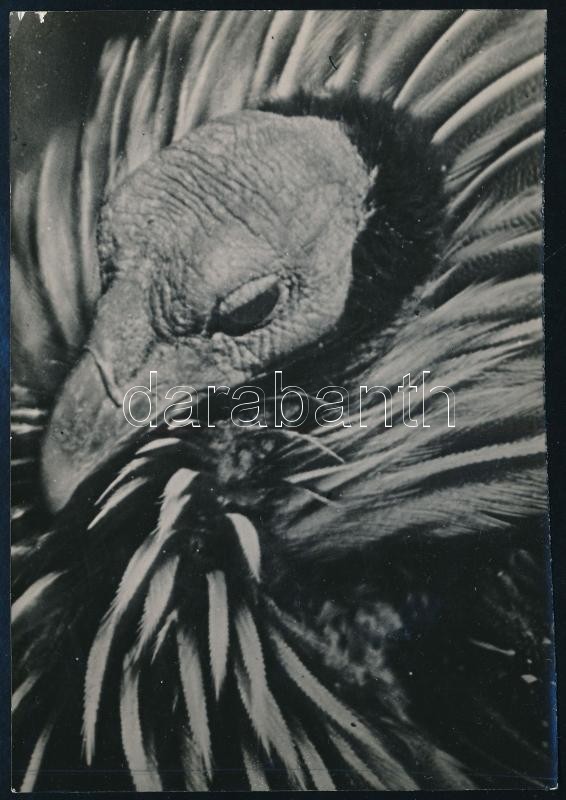 cca 1934 Kinszki Imre (1901-1945) budapesti fotóművész hagyatékából, pecséttel jelzett vintage fotó (keselyűfejű gyöngytyúk), 13x8,8 cm