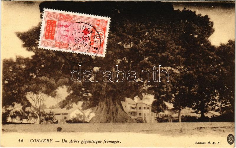 Conakry; Un Arbre gigantesque fromager / giant baobab