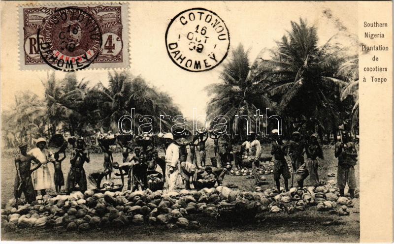 Toepo, Southern Nigeria, Plantation de cocotiers / coconut plantation