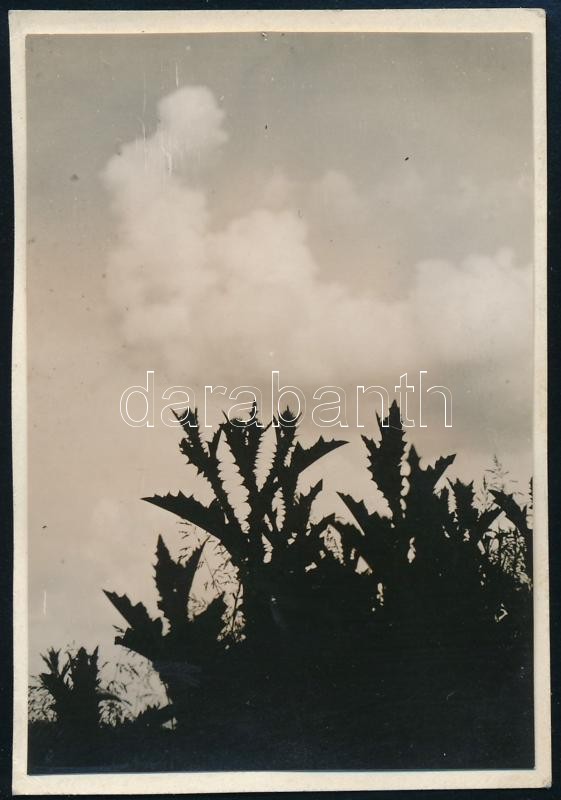 cca 1932 Kinszki Imre (1901-1945) budapesti fotóművész hagyatékából, jelzés nélküli vintage fotó (növény ellenfényben), 7x4,6 cm