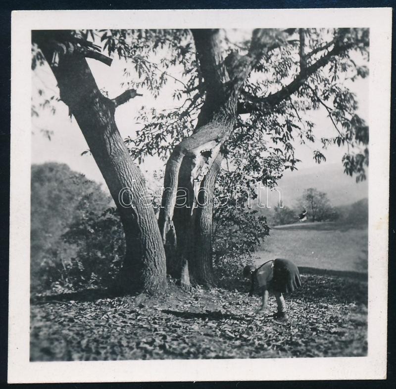 1943 Kinszki Imre (1901-1945) budapesti fotóművész hagyatékából, jelzés nélküli, de a szerző által datált vintage fotó (Kinszki Juditka gesztenyét gyűjt), 6x6 cm