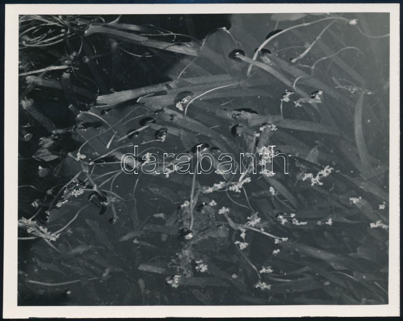 cca 1934 Kinszki Imre (1901-1945) budapesti fotóművész hagyatékából, pecséttel jelzett vintage fotó (vízi növények), 12x15,3 cm