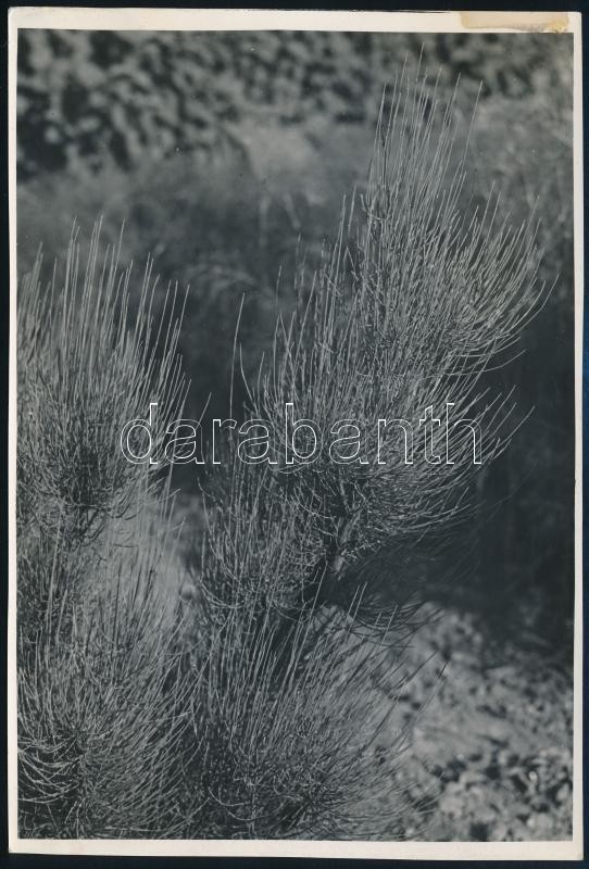 cca 1932 Kinszki Imre (1901-1945) budapesti fotóművész hagyatékából, jelzés nélküli, de a szerző által feliratozott vintage fotó (Ephedra distachya), 17x11,5 cm