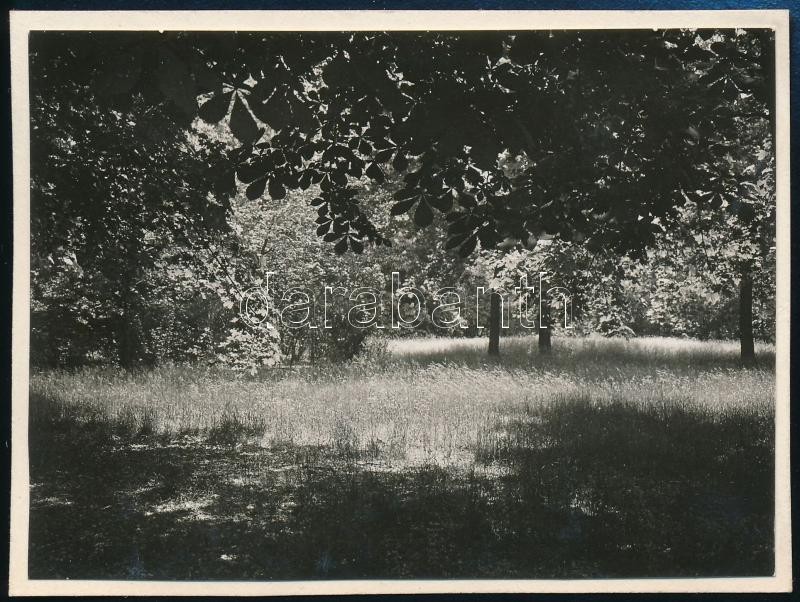 1931 Kinszki Imre (1901-1945) budapesti fotóművész hagyatékából, a szerző által feliratozott vintage fotó (Bp., Városliget, ez a szerző 887. számú felvétele), 6,2x8,3 cm